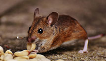 24 Hour & Emergency Exterminators in Englevale, ND